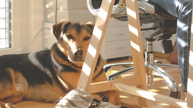 Chien au bureau